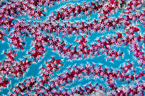 Detail of octo coral polyps from Sea fan (Gorgonia sp.), Triton Bay, West Papua, Indonesia, Pacific Ocean.