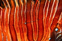 Red lionfish (Pterois volitans) close-up of the striped body showing scales detail, Triton Bay, West Papua, Indonesia, Pacific Ocean.