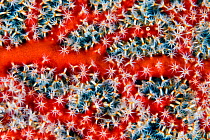 Details of octo-coral polyps from sea fan (Gorgonian sp.) corals, Triton Bay, West Papua, Indonesia, Pacific Ocean.