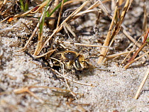 Female Silvery leafcutter bee (Megachile leachella) emerging from her burrow in coastal dunes, Dorset, UK. July.