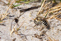 Silvery leafcutter bee (Megachile leachella) excavating its burrow in coastal dunes, raking and kicking sand away with its legs, Dorset, UK. July.