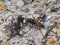 Ridge-saddled spider wasp (Cryptocheilus notatus), the UK's  largest spider hunting wasp, hunting for prey in heathland, Dorset, UK. July.