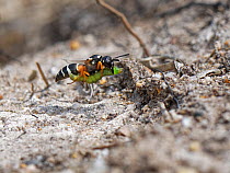Female Purbeck mason wasp (Pseudepipona herrichii), one of most endangered UK invertebrates, flying to her burrow with Rusty birch button moth caterpillar (Acleris notana) that she has paralysed to ac...