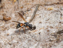 Female Purbeck mason wasp (Pseudepipona herrichii), one of most endangered UK invertebrates, about to enter her burrow excavated in clay soil, Dorset heathland, UK. July.