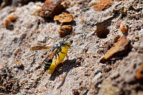 Female Purbeck mason wasp (Pseudepipona herrichii), one of most endangered UK invertebrates, approaching her burrow with Rusty birch button moth caterpillar (Acleris notana) that she has paralysed to...