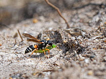 Female Purbeck mason wasp (Pseudepipona herrichii), one of most endangered UK invertebrates, approaching her burrow with Rusty birch button moth caterpillar (Acleris notana) that she has paralysed to...