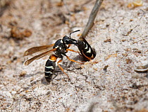 Female Purbeck mason wasp (Pseudepipona herrichii), one of most endangered UK inverterbrates, attacking rival wasp that has entered her burrow, Dorset heathland, UK. July.