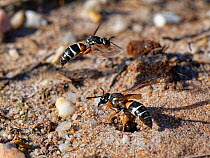 Female Purbeck mason wasp (Pseudepipona herrichii), one of most endangered UK invertebrates, flying down to attack rival wasp that has entered her burrow, Dorset heathland, UK. July.