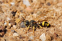 Ornate tailed digger wasp (Cerceris rybyensis) sunning on cliff edge sand bank, The Gower, Wales, UK. July.