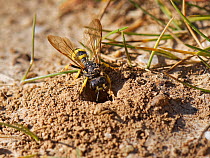 Ornate tailed digger wasp (Cerceris rybyensis) about to enter its burrow in cliff edge sand bank, The Gower, Wales, UK. July.