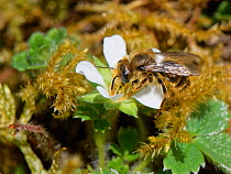 Solitary mining bee (Andrena sp.) nectaring on Barren strawberry (Potentilla sterilis) flowering on chalk grassland slope, Wiltshire, UK. March.