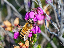 Western honey bee (Apis mellifera) worker nectaring from Bell heather (Erica cinerea) flower on heathland, Dorset, UK. August.