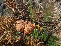 Heath potter wasp (Eumenes coarctatus) stocking clay nest pot attached to Gorse bush (Ulex sp.) with paralysed moth caterpillar, Devon, UK. September.