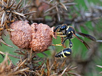 Heath potter wasp (Eumenes coarctatus) about to stock clay nest pot attached to Gorse bush (Ulex sp.) with paralysed Pug moth (Eupithecia sp) caterpillar, Devon, UK. September.