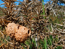 Two completed clay nests built by Heath potter wasp (Eumenes coarctatus) attached to Gorse bush (Ulex sp.), Devon, UK. September.