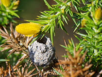 Weathered clay nest built by Heath potter wasp (Eumenes coarctatus) attached to Gorse bush (Ulex sp.) after emergence of wasp, Devon, UK. September.