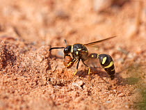 Female Heath potter wasp (Eumenes coarctatus) taking off with ball of clay in her jaws to add to nest she is building in nearby bush, Devon, UK. September.