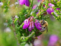 Heather mining bee (Andrena fuscipes) piercing the base of Bell heather (Erica cinerea) flower to steal nectar from it, Dorset heathland, UK. July.