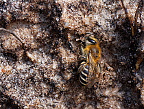 Heather colletes bee (Colletes succinctus) starting to excavate burrow with its jaws in sandy bank in heathland, Dorset, UK. September.