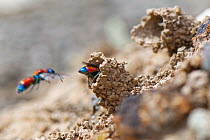 Ruby-tailed cuckoo wasp (Chrysis viridula) entering mud chimney built over burrow of its host species, the Spiny mason wasp (Odynerus spinipes) as another cuckoo wasp flies past, coastal sand bank, Co...