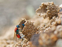 Two Ruby-tailed cuckoo wasps (Chrysis viridula) entering nest of their host species, the Spiny mason wasp (Odynerus spinipes), with incomplete mud chimney over the entrance, coastal sand bank, Cornwal...
