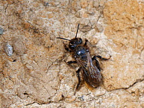 Black mining bee (Andrena pilipes), nationally scarce species in the UK, near its nest site on sandy cliffs, The Lizard, Cornwall. June.