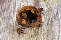 Tree bumblebees (Bombus hypnorum) at entrance to bird nest box they have taken over on house wall,  Wiltshire, UK. June.