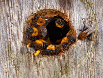 Tree bumblebees (Bombus hypnorum) at entrance to bird nest box they have taken over on house wall, with one returning with fully loaded pollen baskets, Wiltshire, UK. June.