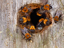 Tree bumblebees (Bombus hypnorum) at entrance to bird nest box they have taken over on house wall, with one discarding a dead grub, Wiltshire, UK. June.