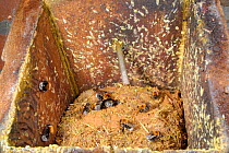 Tree bumblebee (Bombus hypnorum) nest in bird nest box they have taken over on house wall,  Wiltshire, UK. June.