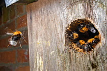 Tree bumblebee (Bombus hypnorum) flying back to its colony in bird nest box they have taken over on house wall,  Wiltshire, UK. June.