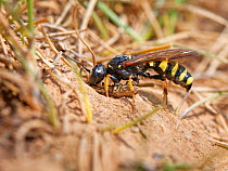 Sand tailed digger wasp (Cerceris arenaria) entering its burrow in cliff edge sand bank with a Weevil (Curculionidae sp.) it has paralysed to act as food for its larvae, The Gower, Wales, UK. July.
