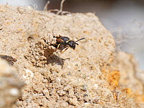 Female Spiny mason wasp (Odynerus spinipes) emerging from ornate mud chimney protecting her burrow entrance, coastal sand bank, Cornwall, UK. June.