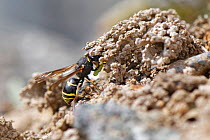 Female Spiny mason wasp (Odynerus spinipes) entering ornate mud chimney protecting her burrow entrance with Weevil grub (Hypera sp.) that she has paralysed to act as food for her larvae, coastal sand...