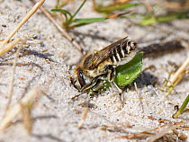 Female Silvery leafcutter bee (Megachile leachella) entering its burrow in coastal dunes with circle of leaf it has cut to line its nest cells with, Dorset, UK. July.