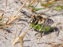 Female Silvery leafcutter bee (Megachile leachella) flying to its burrow in coastal dunes with circle of leaf it has cut to line its nest cells with, Dorset, UK. July.
