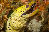 Fimbriated moray / Darkspotted moray (Gymnothorax fimbriatus) peering out from a hole in the reef, Philippines, Philippine Sea.