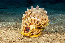 Horned helmet (Cassis cornuta) on the seabed, with eyes and antenna stalks cautiously peering out the front of its shell, Hawaii, Pacific Ocean.