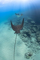 Two Spotted eagle rays (Aetobatus narinari) swimming over a reef, Hawaii, Pacific Ocean.