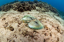 Oriental flying gurnard (Dactylopterus orientalis) spreading its enormous pectoral fins to form rounded, fanlike, wings, Hawaii, Pacific Ocean.