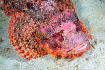 Common scorpionfish (Scorpaenopsis oxycephala) on sea floor, Philippines, Philippine Sea.