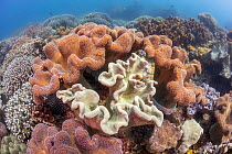 Leather coral (Sarcophyton trocheliophorum) colony with polyps withdrawn. The surrounding colonies polyps are extended and feeding, Philippines, Philippine Sea.