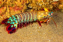 Peacock mantis shrimp / Clown mantis shrimp (Odontodactylus scyllarus) crawling along sandy seafloor, Cebu, Philippines.