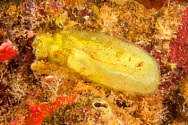 Close up of the solitary Yellow green tunicate / Sea squirt (Ascidia sydneiensis), Hawaii, Pacific Ocean.