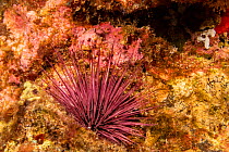 Needle-spined urchin / Red rock boring urchin (Echinostrephus aciculatus) on a rock, Hawaii, Pacific Ocean.