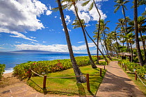 Palm trees and the paved walkway that runs the length of Kaanapali Beach, West Maui, Hawaii. September, 2021.
