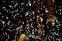 A mass of plankton attracted to lights, the majority here are Mysid shrimp (Mysidae) and the long rods are Arrow Worms (Chaetognatha), Yap, Micronesia, Pacific Ocean.