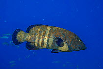 Peacock grouper (Cephalopholis argus) swimming in midwater above the reef, Maui, Hawaii, Pacific Ocean.