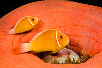 Two Common anemonefish (Amphiprion perideraion) with their host anemone (Heteractis magnifica), Yap, Micronesia, Pacific Ocean.