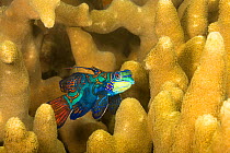 Mandarinfish (Synchiropus splendidus) leaving the protection of finger coral to look for a mate at dusk, Yap, Micronesia, Pacific Ocean.